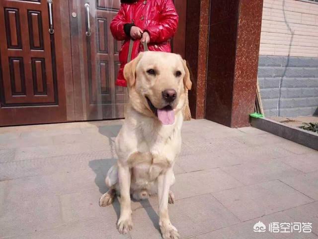 赛维洛犬菌清好不好:狗狗可以天天吃“益生菌”吗？对狗狗的成长，会不会有什么影响？ 赛维洛犬菌清真的有用吗