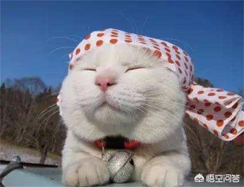 日本田园猫图片笑容:日本田园猫感冒了需要补充营养吗？