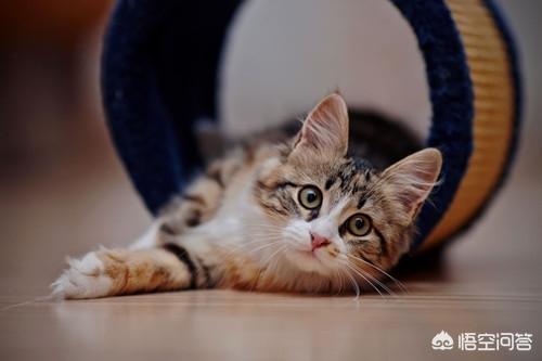 猫眼膜发炎会自然好吗:宠物猫眼睛发炎有白膜，猫眼睛睁不开怎么办？