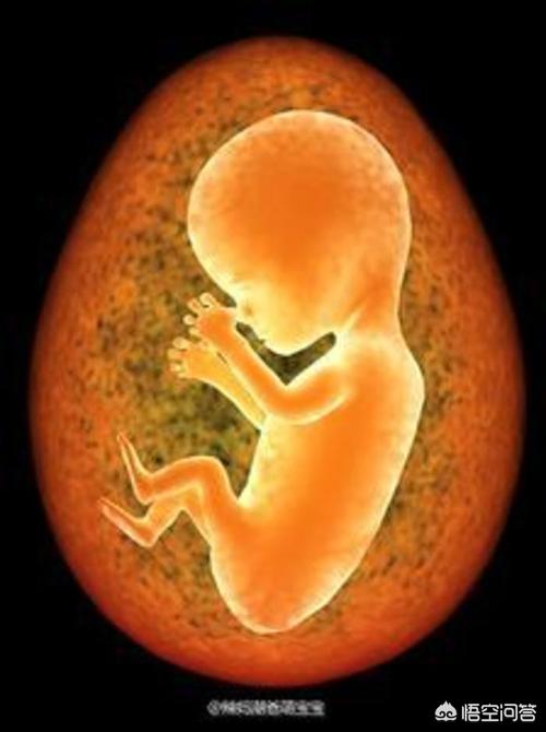 腹中胎儿是否有继承权?-生活百科