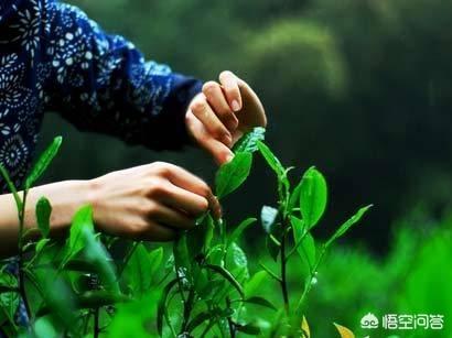 雨前和明前茶的区别,明前茶和谷雨茶的区别有多少？