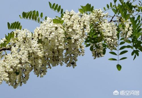 现在洋槐花的价格是多少,农村还吃不吃洋槐花？