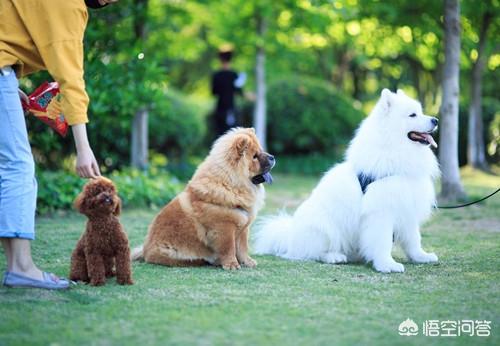 萨摩耶图片:萨摩耶不吃东西因为热吗，天气会影响狗狗吃东西吗？