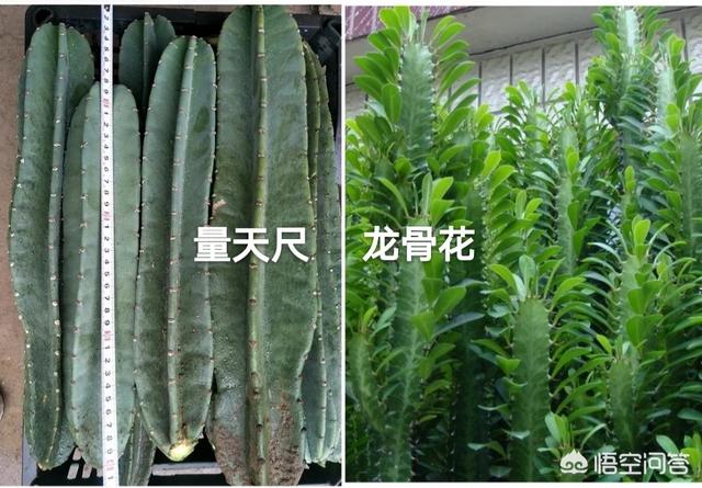 量天尺怎么换盆:量天尺怎么移盆 刚买了一盆蟹爪兰准备换盆，应该用什么样的土？