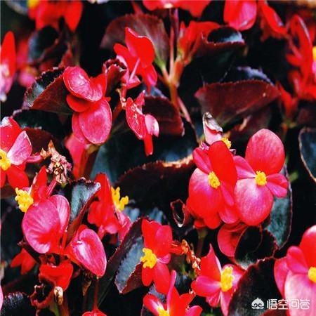 四季海棠茎腐病怎么治:四季海棠扦插后一直不生根是怎么回事儿？