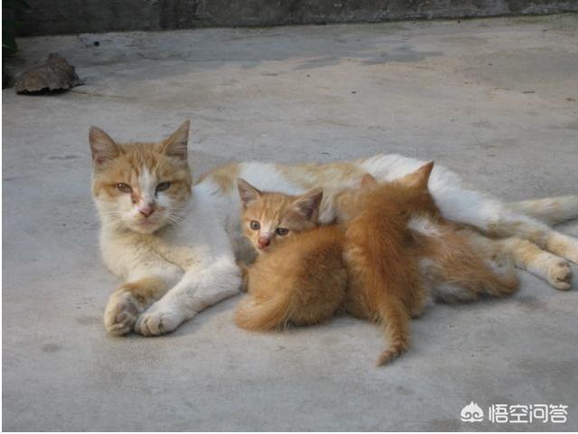 赶猫:如何在不伤害猫的前提下驱赶它？
