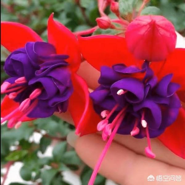 倒挂金钟图片:倒挂金钟的叶子下垂，叶尖干尖，掉叶子怎么回事？