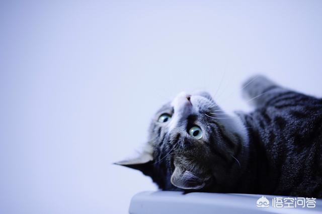 养一只猫（可以养得肥肥的那种）有什么需要消费的地方,平均大概一个月要多少？