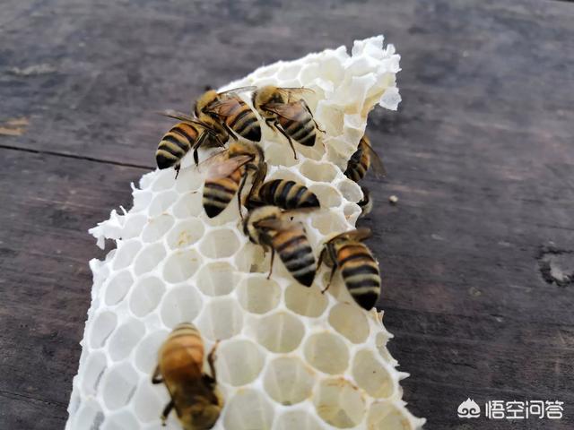 蜂蜜水止咳吗(萝卜蜂蜜水止咳吗)