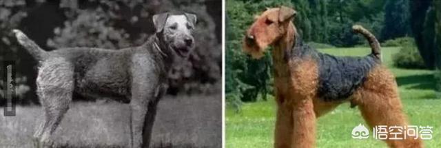 法国贵妇犬蛾 采集:收到的蜜蜂养了一个月为什么还会跑掉？