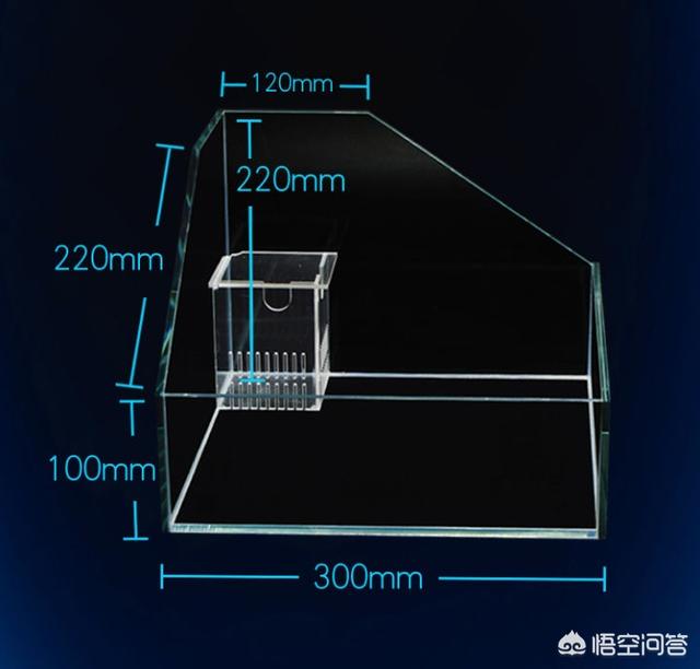 观赏龟缸:养乌龟的鱼缸放在冰箱上可不可以？ 观赏龟排名