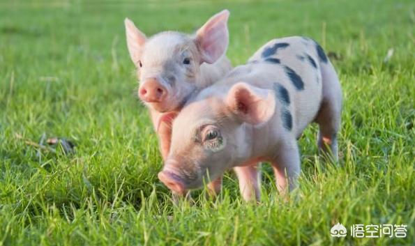 小猪拉稀不吃食怎么办？插图16