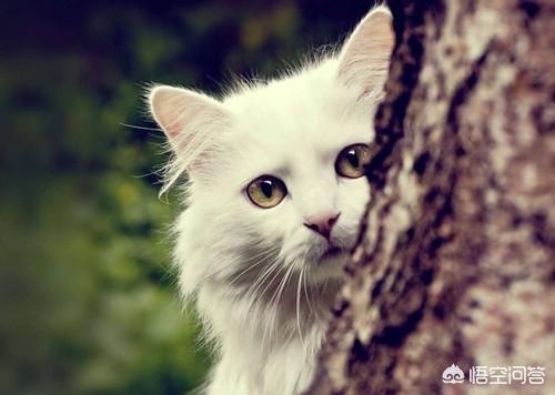 母猫绝育:母猫绝育要做什么准备，母猫绝育要疼几天？