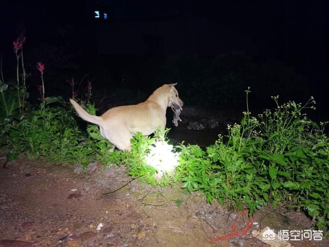 国外杜高犬打猎视频:在农村，怎么驯养家里的土狗上山捕猎？