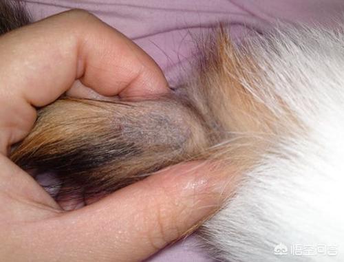 锈斑猫中国可以买吗:宠物店的猫有猫藓能买吗？