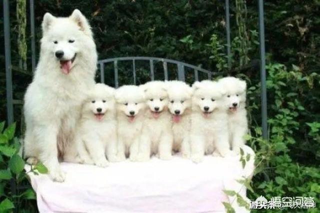 没有狗活不下去2:农村老人说“犬无八载，鸡不六年”是什么意思，有道理吗？ 没有狗活不下去 百度网盘