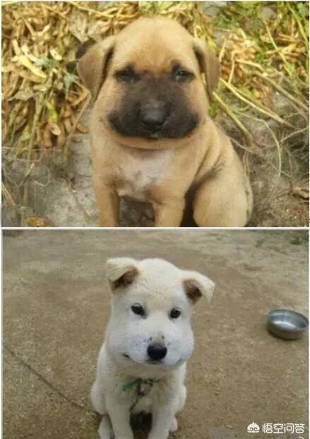 中国土狗凶猛吗:中华田园犬的野性有多强？为什么？ 土狗图片 凶猛