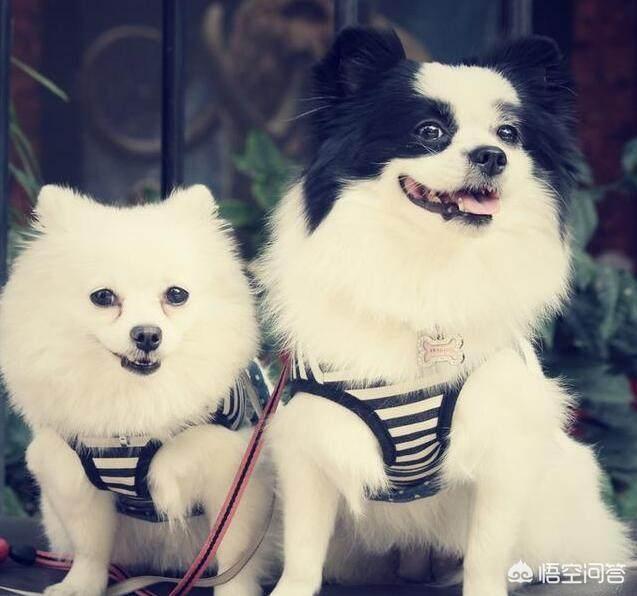 博美犬性格博美聪明吗:家里养只博美犬是怎么样的感觉？