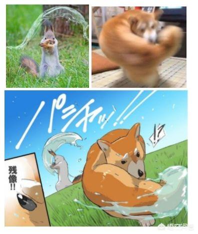 柴犬图片 漫画:哈士奇和柴犬漫画图片 当柴犬进入二次元会变成怎样呢？