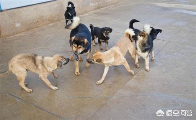 奥达猎犬挑选:在农村，如何挑选一只好的土狗养？