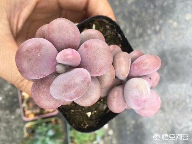 魔南景天夏季落叶怎么办:多肉的叶子一碰全掉了，是什么原因？