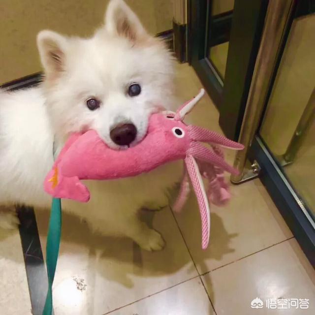 萨摩耶性格稳定吗:金毛、萨摩耶、哈士奇、柴犬，我该养哪个？