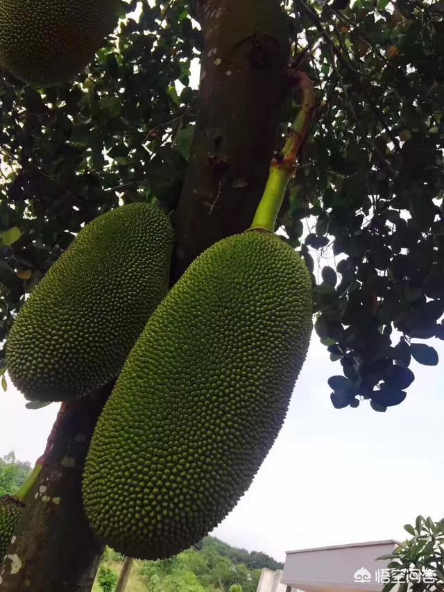 菠萝蜜在国内有大面积种植吗？市场上所卖的是哪里的品种？
