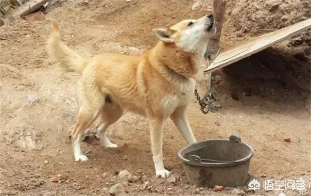 导肓犬小qip电影儿童版:你支持残疾人携带导盲犬乘坐公共交通吗？为什么？