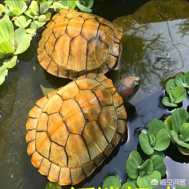 乌龟怎么分公母:有养巴西龟的朋友吗？怎样可以分辨它们的性别呢？
