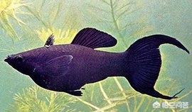 水族疾病防治:红草金的黑鳞病怎样防治？