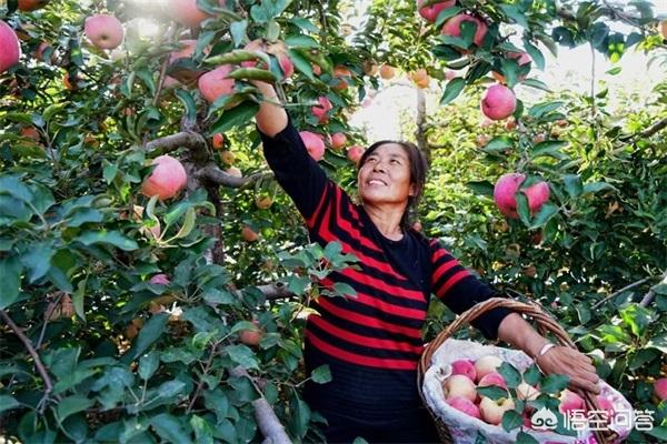 云南娃娃鱼种苗:在湖南、广西、贵州、四川、云南地区，目前种植什么果树好？