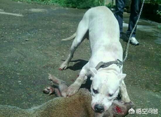 日本土佐犬打架:世界上的哪些狗可以打得过我国的黑狼犬？为什么？ 日本土佐犬打架没劲