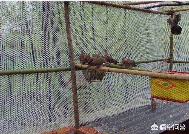 可养殖鸟类图片大全:养鸟初学者养什么比较好好看听话的？ 鸟类图片大全带鸟名称