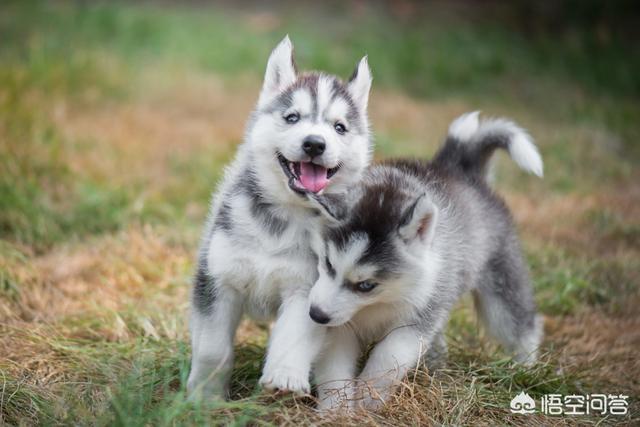 哈士奇犬:该怎么养哈士奇？需要注意什么？ 哈士奇犬多少钱一只