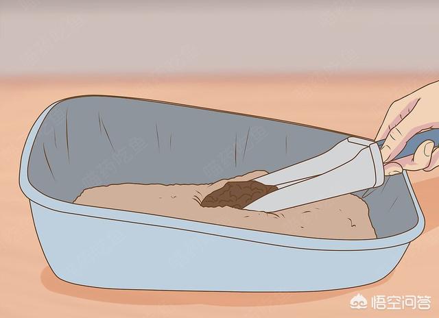 北非沙鼠要多大的笼子:家里养宠物，如何净化空气？