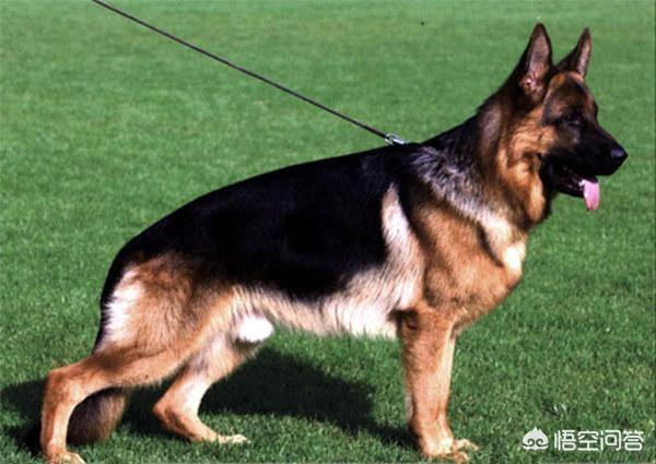 德牧是最好的护卫犬:德牧是顶级的护卫犬吗 我国智商最高的狼犬是哪一种？为什么？