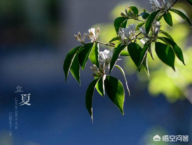 立夏为什么要斗蛋:农村俗语“立夏吃了蛋，热天不疰夏”啥意思？立夏有啥习俗？