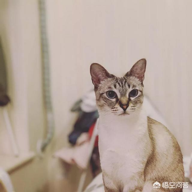 宠物寄语些什么:关于养狗，你想说点什么？