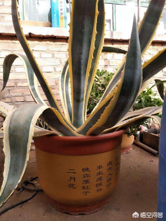 金边龙舌兰:龙舌兰的上盆，服盆，缓苗，花盆如何选择？请大神帮忙说说？