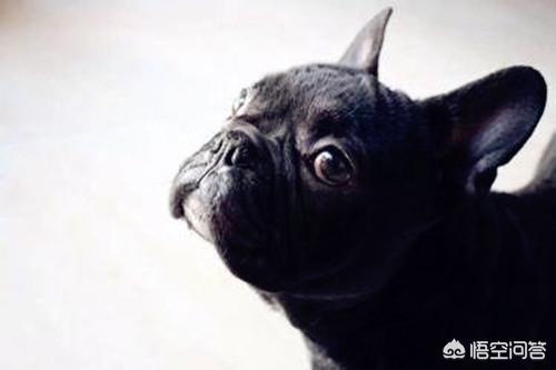 斗牛犬图片:斗牛犬图片及价格 斗牛犬尿路感染了，要怎么办？