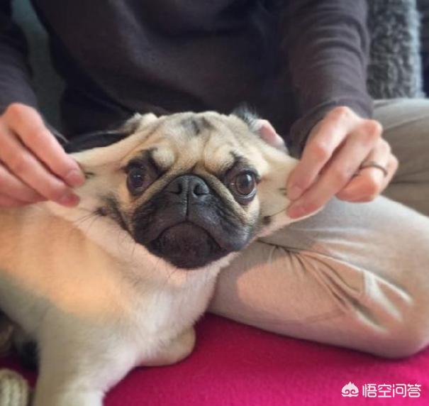 幼犬巴哥犬好养吗:巴哥犬爱干净，又友善，为什么养的人还是那么少？