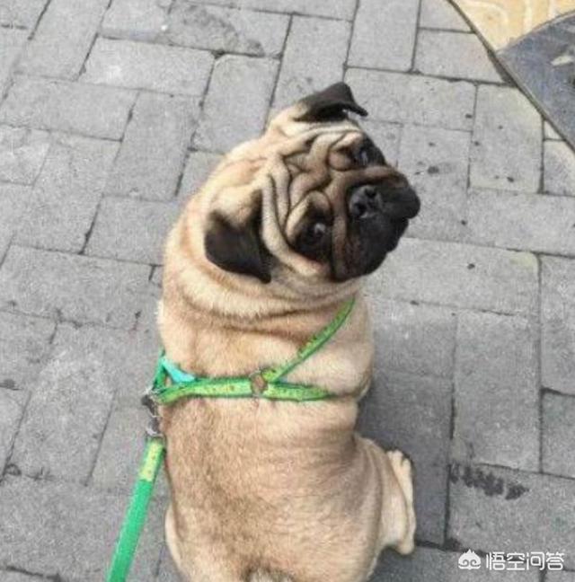 小巴哥犬:按照现在的时况，养小型的巴哥犬是不是比较好？