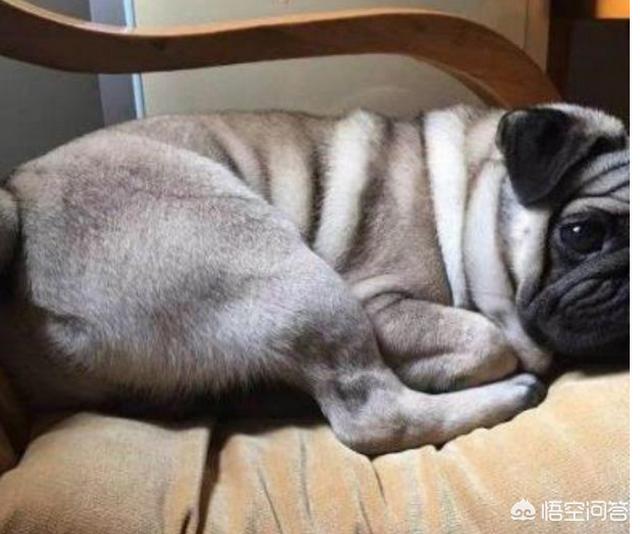 小巴哥犬:按照现在的时况，养小型的巴哥犬是不是比较好？