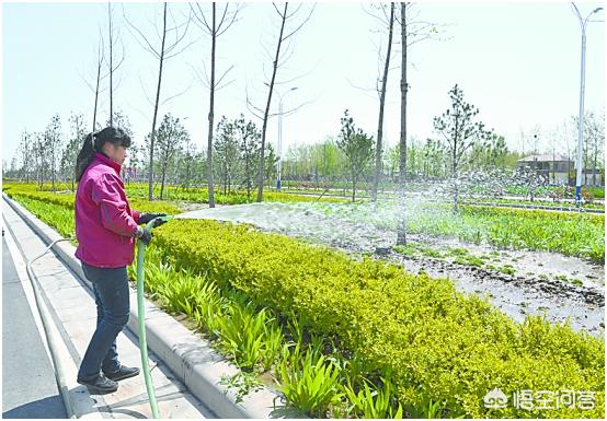 金叶女贞枯萎病:金叶女贞种植后发芽又回芽变干这是为什么？