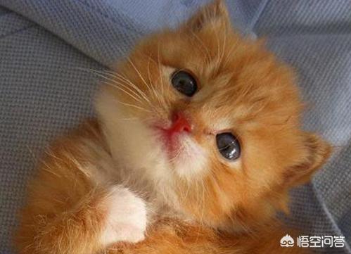 什么猫容易有泪痕:猫咪的眼里含有泪水，这是什么情况？