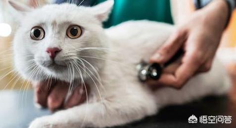 什么猫容易有泪痕:英短银渐层幼猫有泪痕，渐层猫泪痕严重如何对付？