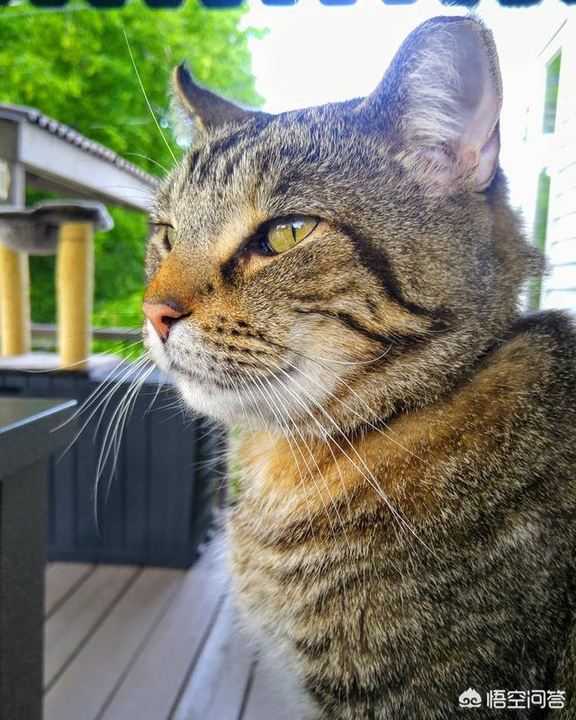 猫猫音乐:猫可以听懂并享受音乐吗？