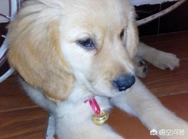 犬窝咳是怎么引起的:狗狗咳嗽是如何引起的呢？