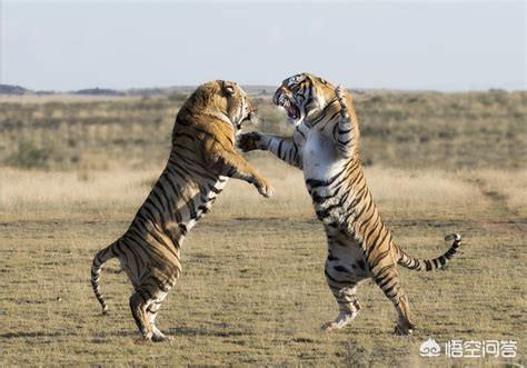 黑曼巴蛇vs老虎:哪种食肉动物可以打败东北虎？为什么？