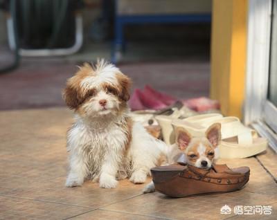 养蝴蝶犬的危害，我养了一只蝴蝶犬已经5个月了，老是喜欢咬东西怎么办